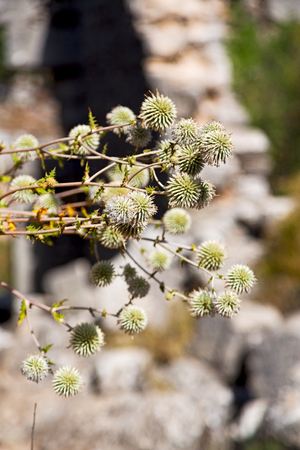 in the grass and abstract background white flowerの写真素材