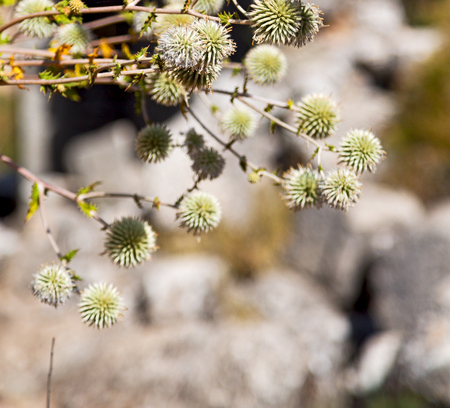 in the grass and abstract background white flowerの写真素材