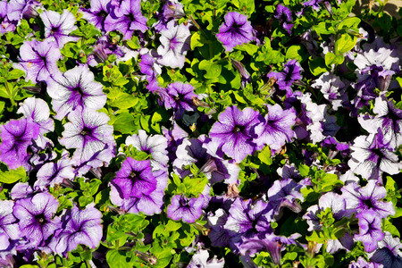 in the spring colors oman flowers and gardenの写真素材