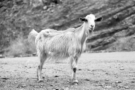 near the rock and bush in oman goat aloneの写真素材