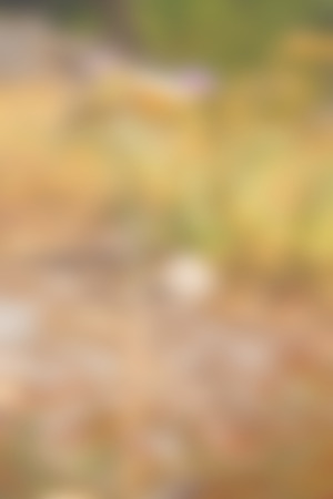 the abstract colors and blurred  background textureの写真素材