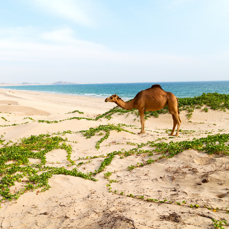 in oman empty quarter of desert a free dromedary near the  seaの写真素材
