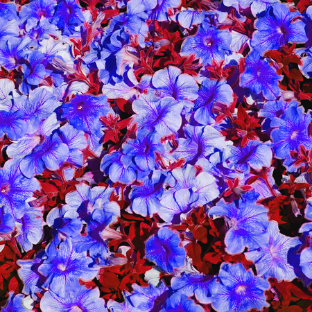 in the spring colors oman flowers and gardenの写真素材