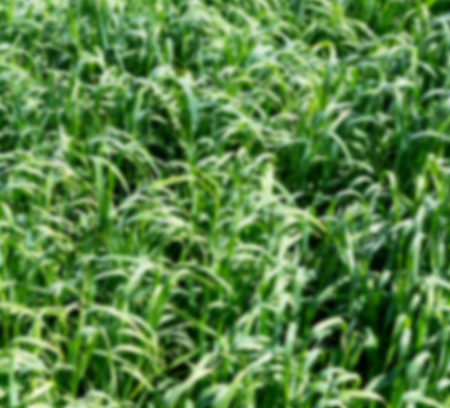 nature and color in oman the cultivation of rice plant blurredの写真素材