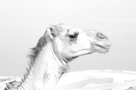 dromedary near the sky in oman empty quarter of desert a freeの写真素材