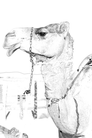 dromedary near the sky in oman empty quarter of desert a  freeの写真素材