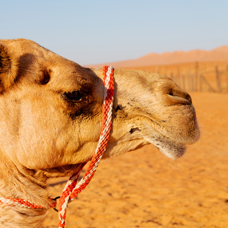 dromedary near the sky in oman empty quarter of desert a  freeの写真素材