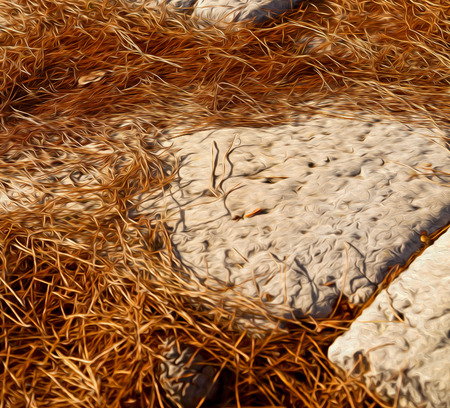 pine needles  in arykanda antalya turkey asia   and ruinsの写真素材