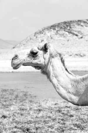in oman empty quarter of desert a free dromedary    near the  seaの写真素材