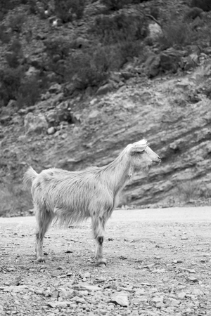 near the rock and bush in oman goat aloneの写真素材