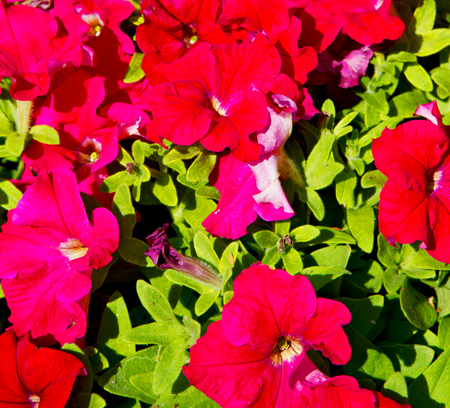 in the spring colors oman flowers and gardenの写真素材