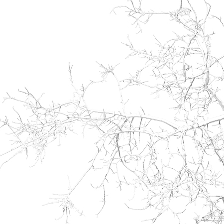 the sky light in oman old dead treeの写真素材