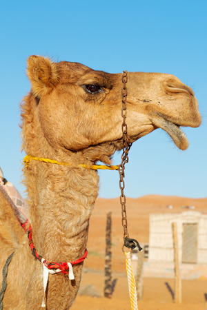 dromedary near the sky in oman empty quarter of desert a  freeの写真素材