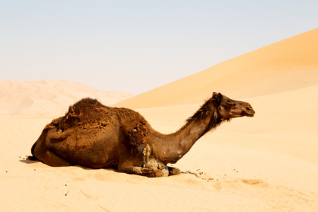 dromedary near the sky in oman empty quarter of desert a  freeの写真素材