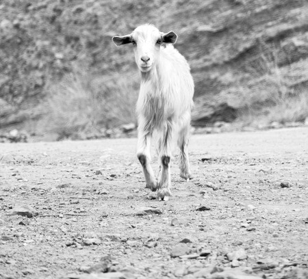 near the rock and bush in oman goat aloneの写真素材