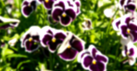 blur in the spring colors    flowers and   gardenの写真素材