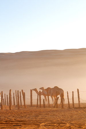 dromedary near the sky in oman  empty quarter of desert a  freeの写真素材