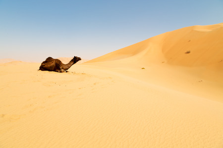 dromedary near the sky in oman empty quarter of desert a  freeの写真素材