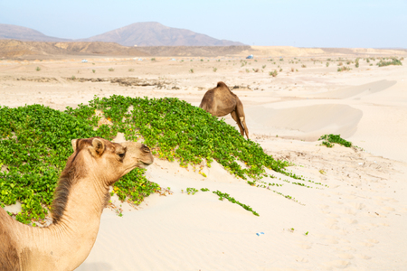 in oman empty quarter of desert a free dromedary near the  seaの写真素材