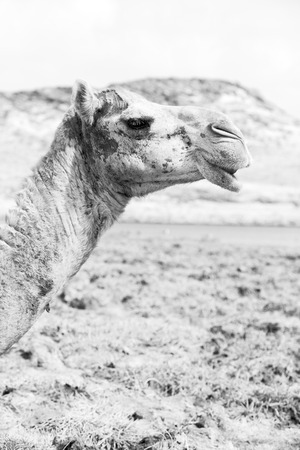 in oman empty quarter of desert a free dromedary    near the  seaの写真素材
