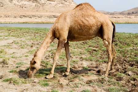 in oman empty quarter of desert a free dromedary    near the  seaの写真素材