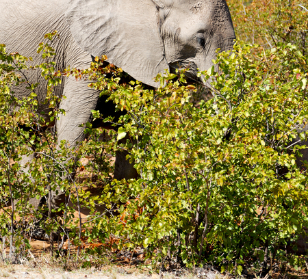 blur in south africa   kruger  wildlife  nature  reserve and  wild elephantの写真素材