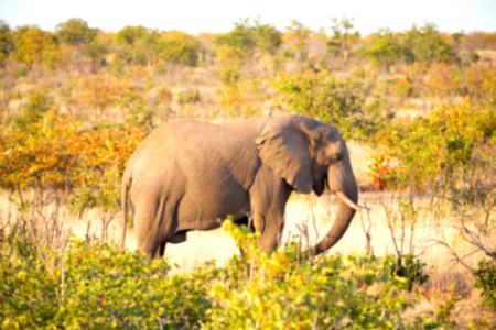 blur in south africa   kruger  wildlife  nature  reserve and  wild elephant