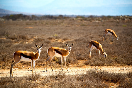 in kruger park south africa wild impala   and the winter bushの写真素材