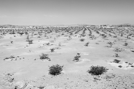 the empty quarter  and outdoor    sand  dune in oman old desert rub   al khaliの写真素材