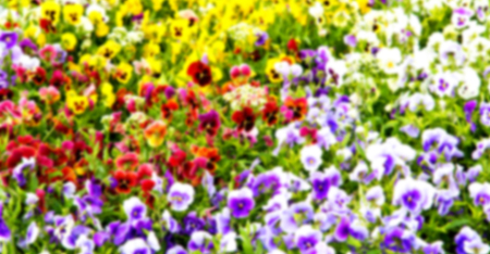 blur in the spring colors    flowers and   gardenの写真素材