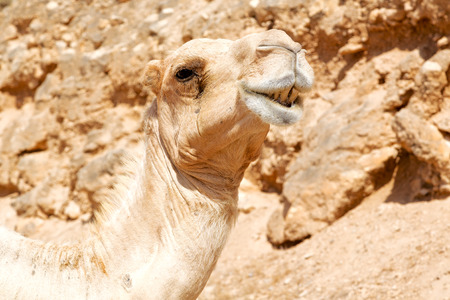 dromedary near the sky in oman empty quarter of desert a  freeの写真素材