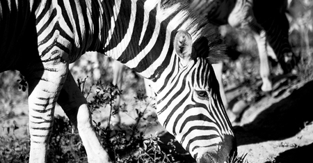 blur in south africa   mlilwane wildlife  nature  reserve and wild zebraの写真素材