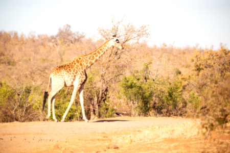 blur in south africa   kruger  wildlife    nature  reserve and  wild giraffeの写真素材