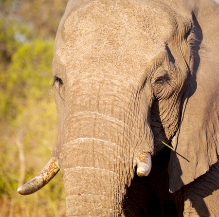 blur in south africa   kruger  wildlife  nature  reserve and  wild elephantの写真素材