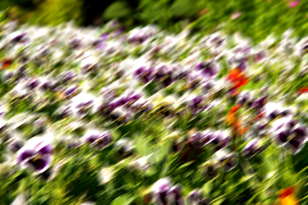blur in the spring colors    flowers and   garden の写真素材
