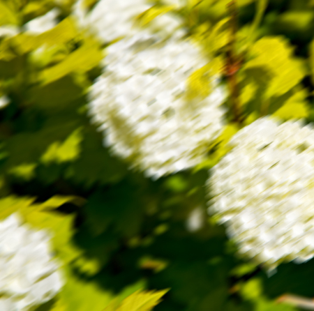 blur in the spring colors    flowers and   garden の写真素材
