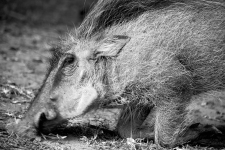 blur in south africa   kruger  wildlife    nature  reserve and  wild  warthogの写真素材