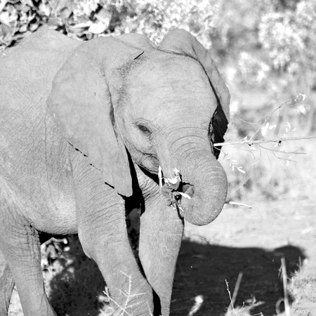 blur in south africa   kruger  wildlife  nature  reserve and  wild elephantの写真素材