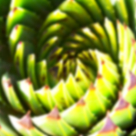 blur  in  south africa  abstract leaf of cactus plant and lightの写真素材