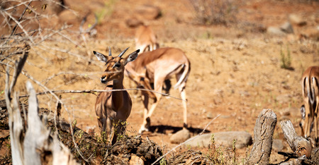 blur  in kruger parck south africa wild impala in the winter bushの写真素材