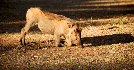 blur in south africa   kruger  wildlife    nature  reserve and  wild  warthogの写真素材