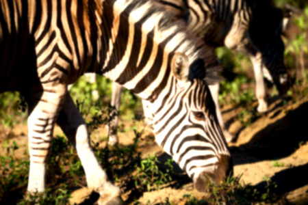 blur in south africa   mlilwane wildlife  nature  reserve and wild zebraの写真素材