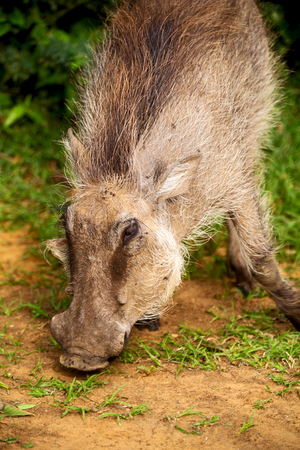blur in south africa   kruger  wildlife    nature  reserve and  wild  warthogの写真素材