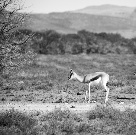 in kruger parck south africa wild impala in the winter bush
