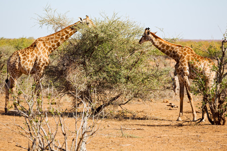 blur in south africa   kruger  wildlife    nature  reserve and  wild giraffeの写真素材