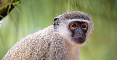 blur in south africa   kruger  wildlife  nature  reserve and  wild monkeyの写真素材