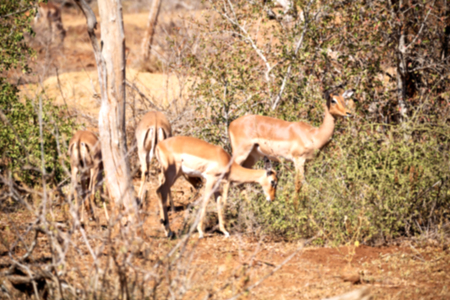 blur  in kruger parck south africa wild impala in the winter bushの写真素材