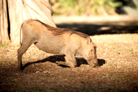 blur in south africa   kruger  wildlife    nature  reserve and  wild  warthogの写真素材