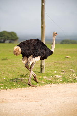 blur in south africa   mlilwane wildlife  nature  reserve and  wild ostrichの写真素材