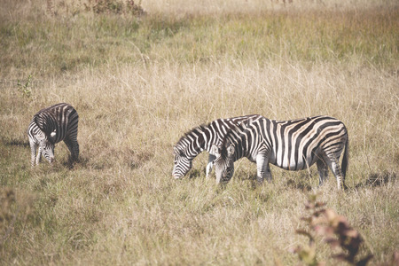 blur in south africa   mlilwane wildlife  nature  reserve and wild zebraの写真素材